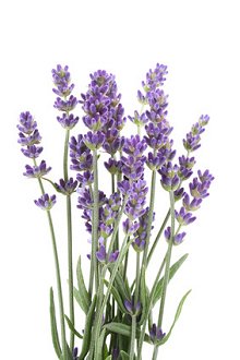 Library Image: Purple Flowers